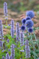 Echinops ritro 'Veitch's Blue' and Agastache 'Blue Fortune' - RHS Wisley