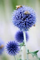 Echinops ritro 'Veitch's Blue' and bees - RHS Wisley 