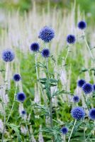 Echinops ritro 'Veitch's Blue' and Veronicastrum 'Lavendelturm' - RHS Wisley 
