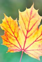 Acer platanoides 'Princeton Gold' - Norway Maple leaf