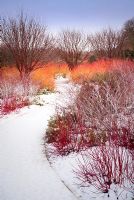 Winter walk at Anglesey Abbey showing brightly coloured stems of Cornus and Rubus thibetanus in February