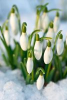 Galanthus nivalis - Snowdrops, February

