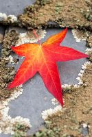 Liquidambar styraciflua - Red Gum leaf on slate roof with lichen, October