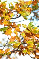 Quercus robur - English Oak, October