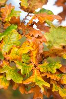 Quercus robur - English Oak, October