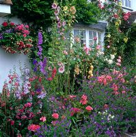 Front garden with Alcea and Rosa, Grafton Cottage, Staffordshire