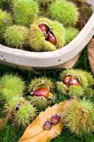 Harvested sweet chestnuts in a wooden trug 