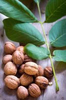 Juglans - Walnuts with leaves from walnut tree