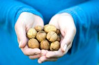 Juglans - Walnuts held in hands