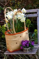 Narcissus 'Sailboat' planted in recycled bag
