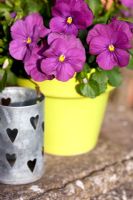 Purple Viola planted in a yellow pot