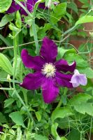 Clematis 'Warsaw Nike' with Clematis 'Betty Corning'