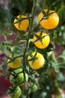 Lycopersicum - Tomato 'Snowberry'