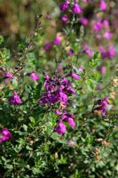 Salvia microphylla 'Trenance Lilac'