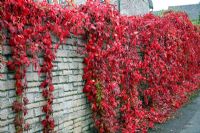 Parthenocissus quinquefolia - Virginia Creeper hangs down in swags to soften the outline of a boundary wall
