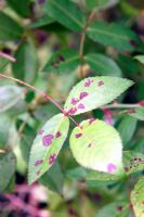 Characteristic purplish blotches of Rose downy mildew - Peronospora sparsa