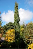 Populus termula 'Erecta' - Swedish Upright Aspen