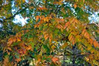 Koelreuteria paniculata AGM showing autumn colour