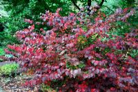 Disanthus cercidifolius AGM, autumn colour