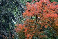 Autumn foliage of Sorbus folgneri - left and Prunus 'Kursar' AGM