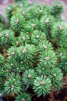 Pinus 'Mugo Mops'