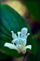 Trycirtis 'White Towers' - Toad Lily