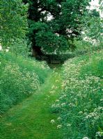 A grass path mown through a dell of Anthriscus sylvestris at Wyken Hall, Suffolk