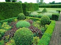 Clipped Buxus and Tacus baccata in the Knot garden at Wyken Hall, Suffolk