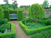 A seat with topiary hedges and Morus alba 'Pendula' in the formal garden at Wyken Hall, Suffolk