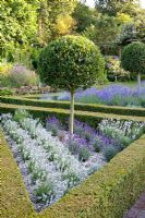 Parterre in Mediterranean garden with Ilex - Holly standards and Buxus - Box hedging underplanted with Lavandula - Lavender 