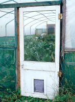Brassicas in polytunnel with old wooden door on allotment