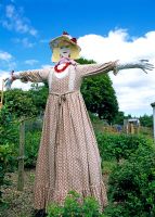 Lady scarecrow in long vintage dress on allotment