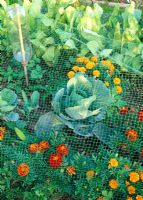 Cabbages protected with netting and planted with companions, French Marigolds to deter aphids, spinach in background