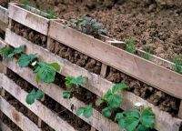Herbs and strawberries grown in wooden pallet 'terracing' on allotment