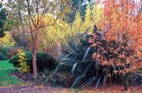 Autumn border at BlueBell Arboretum in November - Betula albosinensis 'Chinese Garden', Phormium tenax 'Atropurpureum', Flax Lily and Metasequoia glyptostroboides 'Gold Rush'