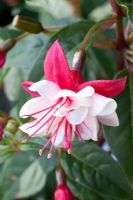 Fuchsia 'General Monk Red and White'