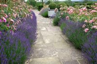 Rose and Lavender walk -  Rosa 'Bonica' and Lavandula 'Hidcote' edge York stone path. High Canfold Farm, Surrey 