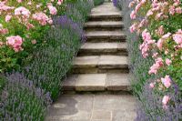 Rose and Lavender walk - Rosa 'Bonica' and Lavandula 'Hidcote' edge York stone path and steps. High Canfold Farm, Surrey 