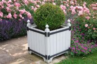 Versailles style planters with Buxus - Box balls in Rose and Lavender walk. Rosa 'Bonica' and Lavandula 'Hidcote'. High Canfold Farm, Surrey 