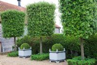 Pleached Quercus ilex - Holm Oak pillars underplanted with Buxus - Box. Buxus topiary balls in Versailles planters. Gravel car park entrance at High Canfold Farm, Surrey 