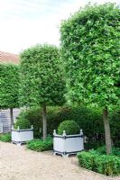 Pleached Quercus ilex - Holm Oak pillars underplanted with Buxus - Box. Buxus topiary balls in Versailles planters. Gravel car park entrance at High Canfold Farm, Surrey 
 