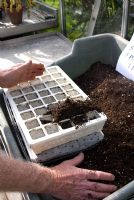 Filling a 'Propamatic' unit - polystyrene plug growing tray with capillary matting - with compost, on greenhouse staging