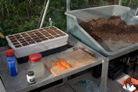 Greenhouse staging for propagation - with polystrene propagating tray and Dianthus cutting, compost in potting tray, chemicals, plant labels and knives  