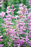 Salvia viridis 'Pink Sunday'
