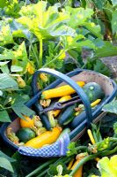 Courgettes in wooden trug - 'Astia', 'Gold Rush', 'Jedida', 'Satelite' and 'Floridor'
