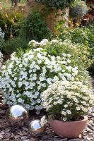 Petunia and Argyranthemum frutescens 'Percussion Giga White' in summer containers 