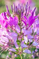 Cleome spinosa Sparkler 'Lavender'