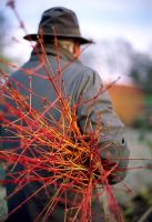 Holding cut stems from Cornus sanguinea 'Midwinter Fire'