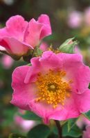 Rosa rugosa - Hedgehog rose. Carmine-red flowers