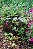 Half barrel of water with Geranium psilostemon, Barleywood, Hants